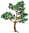 декоративное дерево